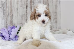 Tara - Malti Poo - Maltipoo for sale
