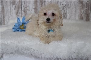 Dallas - Malti Poo - Maltipoo for sale