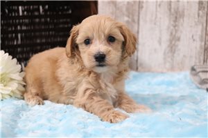 Flo - puppy for sale