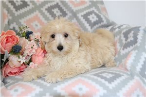 Nate - Malti Poo - Maltipoo for sale