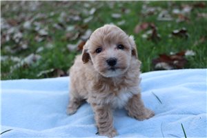 Elmo - puppy for sale