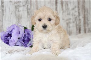 Rilla - Malti Poo - Maltipoo for sale