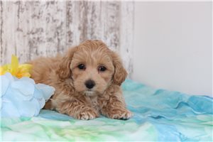 Freddy - Malti Poo - Maltipoo for sale