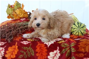 Mikey - Malti Poo - Maltipoo for sale