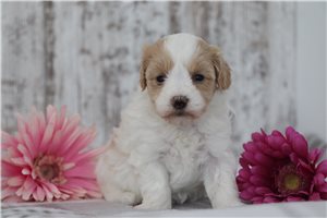 Tamia - puppy for sale
