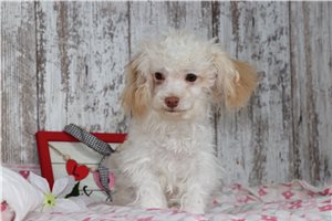 Ralph - Malti Poo - Maltipoo for sale