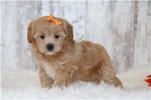Peony - puppy for sale