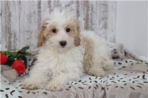 Flame - Malti Poo - Maltipoo for sale