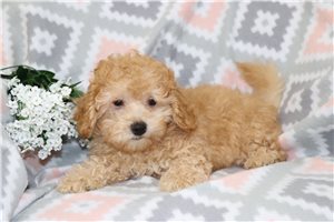 Nick - Malti Poo - Maltipoo for sale