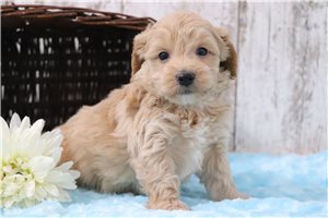 Nelson - puppy for sale