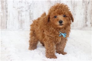 Link - Malti Poo - Maltipoo for sale