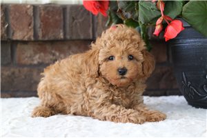 Dylan - Malti Poo - Maltipoo for sale