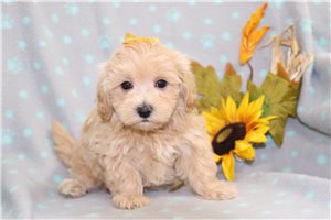 Hilda - Maltipoo for sale