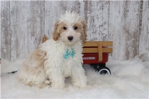 Flame - Malti Poo - Maltipoo for sale