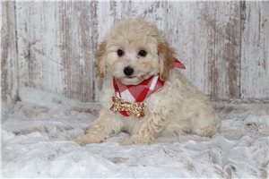 Eclipse - puppy for sale