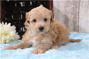 Gloria - puppy for sale