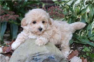 Archie - Malti Poo - Maltipoo for sale
