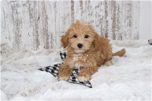 Vince - Malti Poo - Maltipoo for sale