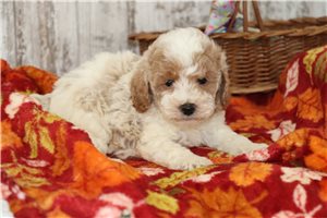 Sherman - Maltipoo for sale