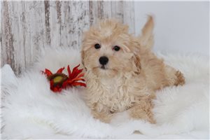 Lynx - Malti Poo - Maltipoo for sale
