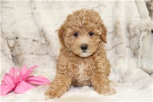 Quilla - Malti Poo - Maltipoo for sale