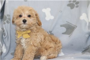 Peanut - Malti Poo - Maltipoo for sale