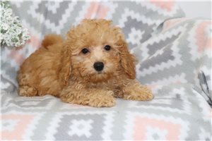 Reggie - Malti Poo - Maltipoo for sale