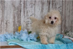 Dallas - Malti Poo - Maltipoo for sale