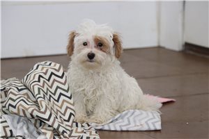 Hero - Malti Poo - Maltipoo for sale