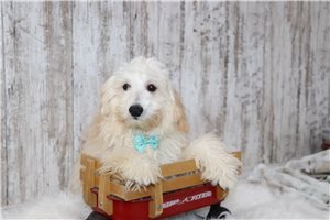 Emmett - Malti Poo - Maltipoo for sale