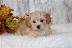 Felix - puppy for sale