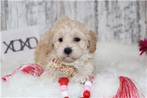 Checkers - puppy for sale