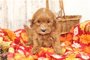 Alicia - Maltipoo for sale