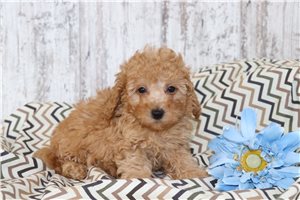 Reggie - puppy for sale