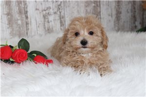 Banjo - Malti Poo - Maltipoo for sale
