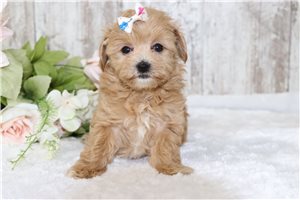 Louise - Malti Poo - Maltipoo for sale