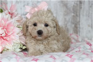 Gertie - puppy for sale