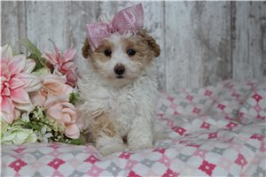 Everly - puppy for sale
