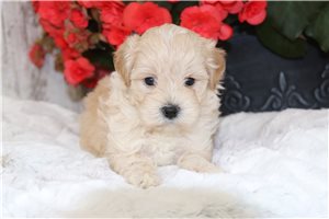 Kade - puppy for sale