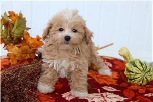 Penny - Malti Poo - Maltipoo, placed in Mansfield