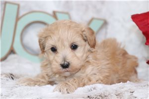 Orchid - Malti Poo - Maltipoo for sale
