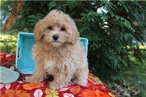 Spice - Maltipoo for sale