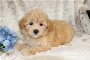 Jase - Malti Poo - Maltipoo for sale