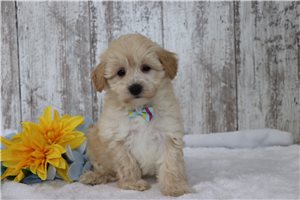 Mikie - puppy for sale