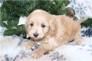 Shelly - Malti Poo - Maltipoo for sale