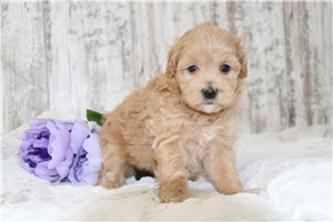 Sally - puppy for sale