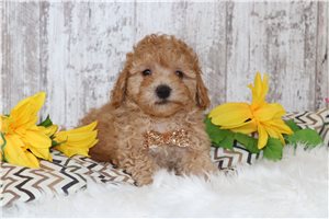 Nick - Malti Poo - Maltipoo for sale
