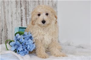 Nate - Malti Poo - Maltipoo for sale