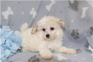 Anthony - Malti Poo - Maltipoo for sale