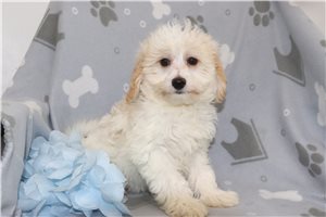 Shawn - Malti Poo - Maltipoo for sale